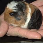 Ch teddy cavia's, Dieren en Toebehoren, Knaagdieren, Mannelijk, Cavia, Na 1 juli 2024, Tam