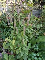 Drop plant zaden, Tuin en Terras, Bloembollen en Zaden, Ophalen of Verzenden, Zaad