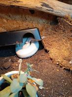 Ivory 0.1 met terrarium, Dieren en Toebehoren, Meerdere dieren