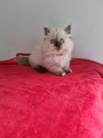 British longhair female kitten, Dieren en Toebehoren, Katten en Kittens | Raskatten | Korthaar, Poes, Ontwormd, 0 tot 2 jaar