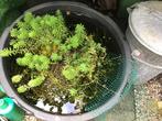 Zuurstofplanten vijver, Tuin en Terras, Vijvers, Ophalen of Verzenden, Zo goed als nieuw