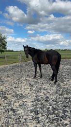 Lieve 7-jarige KWPN ruin, Dieren en Toebehoren, Paarden, Ruin, 160 tot 165 cm, Recreatiepaard, 7 tot 10 jaar