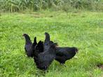 Jonge tamme Australorp kippen gesekst en ingeënt, Dieren en Toebehoren, Pluimvee, Vrouwelijk, Kip
