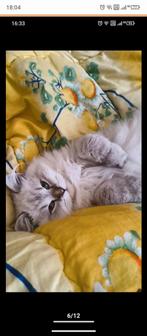 Ragdoll kitten, Kater, Langharig, 0 tot 2 jaar