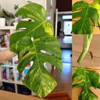 Prachtige Monstera aurea variegata kopstek, Ophalen, Halfschaduw, Minder dan 100 cm
