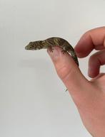 1.0 Eurydactylodes summetricus, Dieren en Toebehoren, Reptielen en Amfibieën, Hagedis, 0 tot 2 jaar