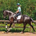 Gondwerk/dubbele lijnen/doorijden/zadel makmaken/revalidate, Diensten en Vakmensen, Dieren | Paarden | Verzorging, Oppas en Les