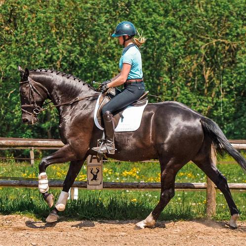 Gondwerk/dubbele lijnen/doorijden/zadel makmaken/revalidate, Diensten en Vakmensen, Dieren | Paarden | Verzorging, Oppas en Les