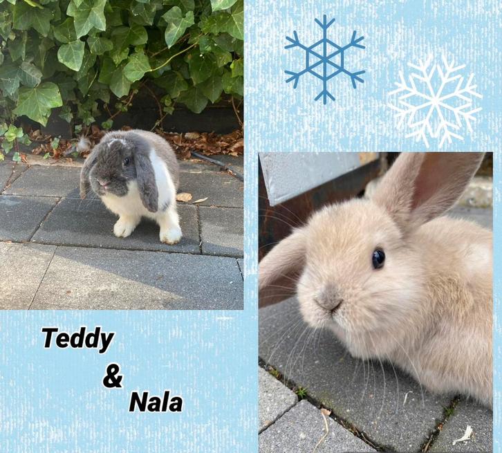 Gouden mandje voor Teddy & Nala gezocht, Dieren en Toebehoren, Konijnen, Dwerg, Meerdere dieren, 0 tot 2 jaar, Hangoor