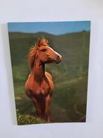 paard paarden kaart Poppverlag, Ophalen, 1980 tot heden, Ongelopen, Paard
