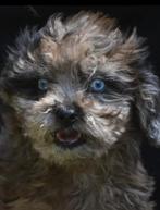**VERKOCHT**Zeer Bijzondere klein blijvende Boomer meiden, Dieren en Toebehoren, Honden | Chihuahua's en Gezelschapshonden, Nederland