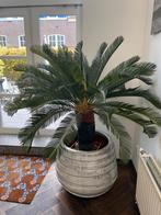 Kunstpalm met prachtige grote pot van Ptmd., Huis en Inrichting, Kamerplanten, 100 tot 150 cm, Palm, In pot, Halfschaduw