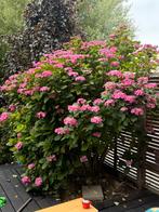 Grote hortensia, Tuin en Terras, Planten | Tuinplanten, Ophalen, Zomer, Overige soorten, Halfschaduw