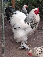 Broed eieren brahma columbia groot, Dieren en Toebehoren, Pluimvee, Geslacht onbekend, Kip