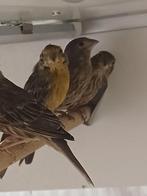 Mexicaanse roodmussen, Meerdere dieren