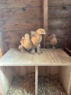 Mooi trio brahma kippen te koop, Meerdere dieren, Kip