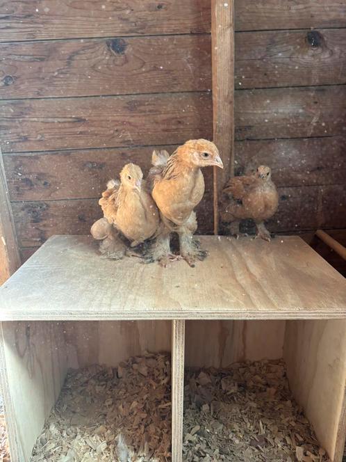 Mooi trio brahma kippen te koop, Dieren en Toebehoren, Pluimvee, Kip, Meerdere dieren