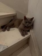 Britse korthaar poes – Lilac, Dieren en Toebehoren, Katten en Kittens | Raskatten | Korthaar, Poes, Ontwormd