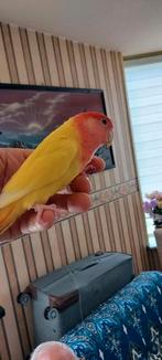 Agapornis Te koop met kooi, Dieren en Toebehoren, Mannelijk, Dwergpapegaai of Agapornis