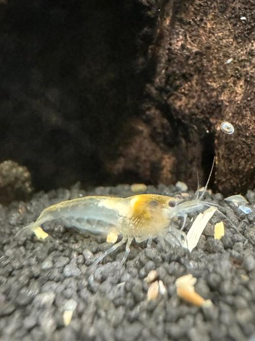 White pearl garnalen - halfwas neocaridina, Dieren en Toebehoren, Vissen | Aquariumvissen, Zoetwatervis, Kreeft, Krab of Garnaal