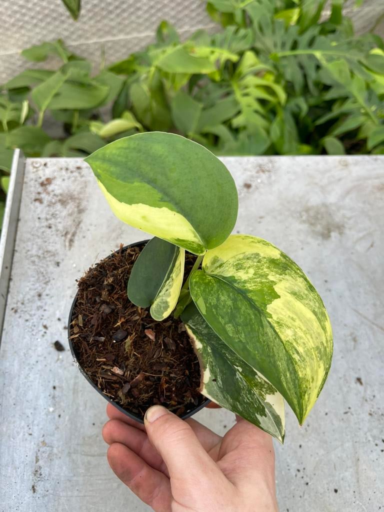 Scindapsus Jade Satin Variegata, Ophalen of Verzenden, Halfschaduw, Minder dan 100 cm