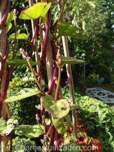 Basella rubra. Malabar spinazie, Tuin en Terras, Bloembollen en Zaden, Zaad, Voorjaar, Volle zon, Verzenden