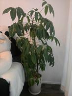 Planten, Huis en Inrichting, Ophalen, Overige soorten, Minder dan 100 cm