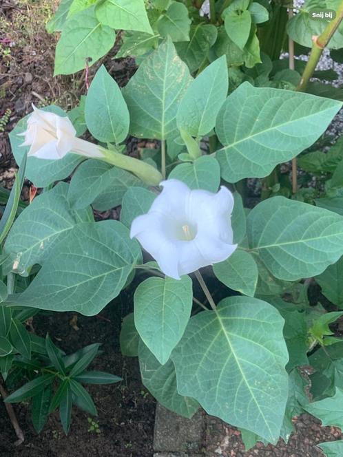 Datura zaad, Tuin en Terras, Bloembollen en Zaden, Voorjaar, Volle zon, Ophalen of Verzenden