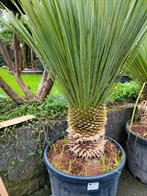 Yucca rostrata mooie stam, Ophalen of Verzenden