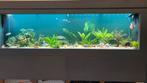 Groot aquarium bijna compleet, Dieren en Toebehoren, Vissen | Aquaria en Toebehoren, Ophalen, Gebruikt, Gevuld zoetwateraquarium