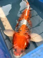 Konishi Karashi-Kujaku Sansai 65cm!, Karper of Koi