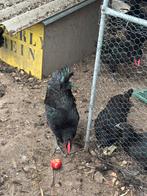 Jersey giant hanen en hennen te koop, Dieren en Toebehoren, Meerdere dieren, Kip