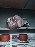 Gaditano doffer, Dieren en Toebehoren, Vogels | Duiven, Mannelijk, Kropper