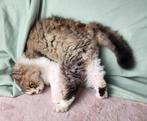 Selkirk rex kater gecastreerd 100% raszuiver, Dieren en Toebehoren, Kater, Met stamboom, 0 tot 2 jaar