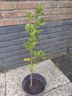 Hulstboompje 5 euro, Tuin en Terras, Planten | Bomen, Winter, Overige soorten, Minder dan 100 cm, Ophalen