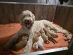 Australian Labradoodle puppies, Dieren en Toebehoren, 8 tot 15 weken, Meerdere, Meerdere dieren, Nederland