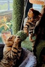 ☆Top Ras☆ Bengaalse kittens met stamboom, kampioen kat thuis, Meerdere dieren, Met stamboom
