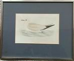 Kittiwake Vogel Prent van Morris, Antiek en Kunst, Ophalen