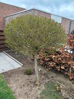 Gratis boompjes 2 stuks, Tuin en Terras, Ophalen, Overige soorten, Minder dan 100 cm