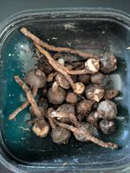 Diverse alocasia knolletjes, Huis en Inrichting, Kamerplanten, Ophalen of Verzenden, Halfschaduw, Minder dan 100 cm