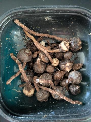 Diverse alocasia knolletjes beschikbaar voor biedingen