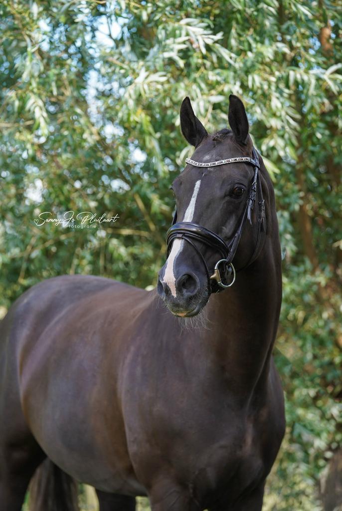 Bruin hoofdstel full, Dieren en Toebehoren, Paarden en Pony's | Hoofdstellen en Tuigage, Zo goed als nieuw, Dressuur, Ophalen of Verzenden