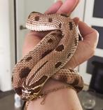 0.1 purple line conda 100% het axanthic haakneus te koop, Dieren en Toebehoren, Reptielen en Amfibieën, Slang, 3 tot 6 jaar