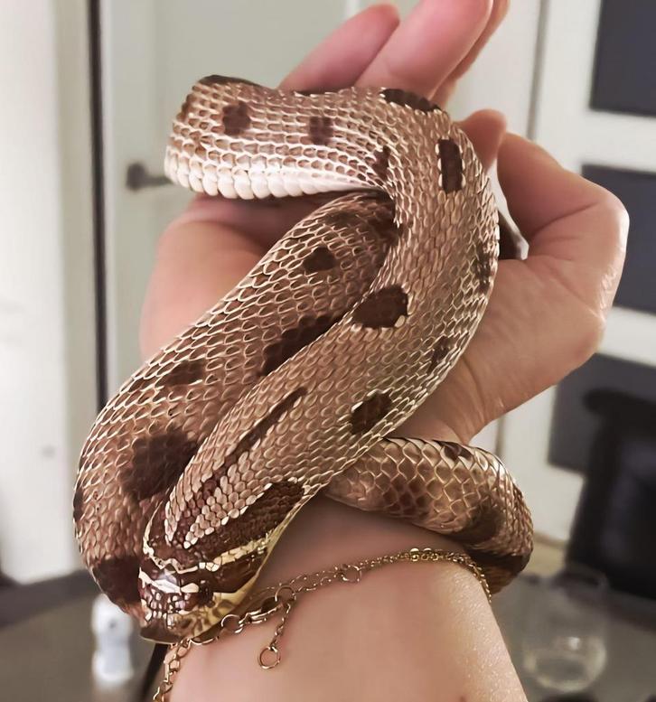 0.1 purple line conda 100% het axanthic haakneus te koop