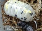 Armadillidium vulgare Magic Potion, Overige soorten