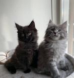 Maine coon kittens, Dieren en Toebehoren, Katten en Kittens | Raskatten | Langhaar, Meerdere dieren, Ontwormd, 0 tot 2 jaar