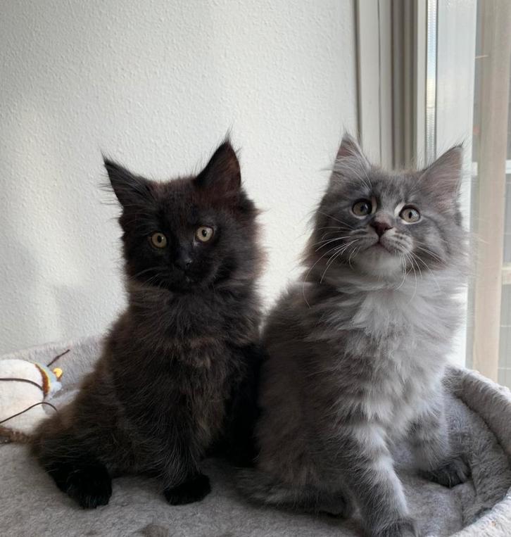 Maine coon kittens, Dieren en Toebehoren, Katten en Kittens | Raskatten | Langhaar, Meerdere dieren, 0 tot 2 jaar, Ontwormd, Ingeënt