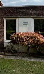 Japanse Esdoorn, Ophalen, Bloeit niet, Halfschaduw, Overige soorten