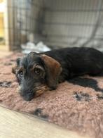 Teckel puppy, Dieren en Toebehoren, Kaninchen, 6 jaar of ouder, Handelaar, Buitenland