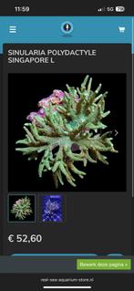 SINULARIA POLYDACTYLE SINGAPORE L, Dieren en Toebehoren, Vissen | Aquariumvissen, Overige typen, Zoutwatervis